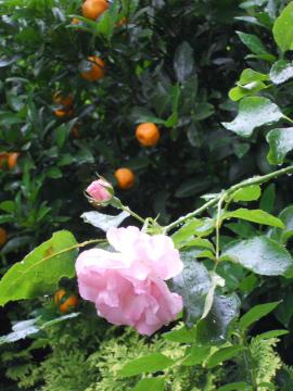 ���[�[���g���t�E�V���p���V���z�[�v