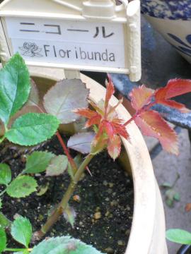 ��R�[���̐V�����V���[�g