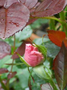 �I�[�h���[�E�w�b�v�o�[��