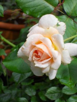 ���n���E�V���g���E�X