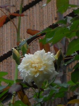 �A���X�^�[�E�X�e���O���C