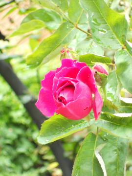 �Ō�̃o�����E�W���[�h�D����