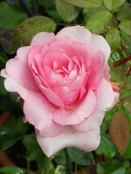 ���C���b�N�E���[�Y�S�J�I