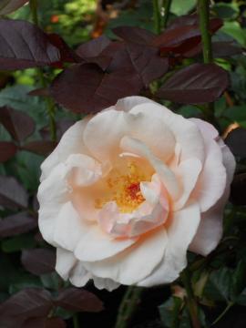 �I�[�h���[�E�w�b�v�o�[��