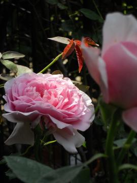 �����̃��C���b�N�E���[�Y