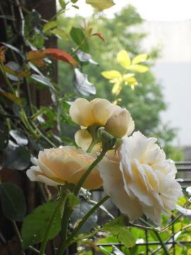 �����̃G�u����