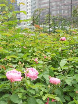 ���V���K�N��