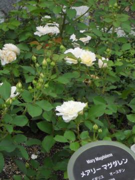 ���A���[�E�}�O�_����