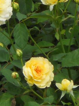 �����j���[