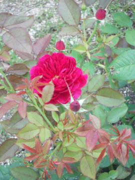 �_�[�V�[�E�o�b�Z��2005�I�[�X�e�B��