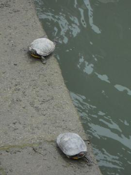 �����ڂ����̋T