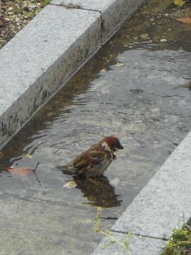 �X�Y���̐�����