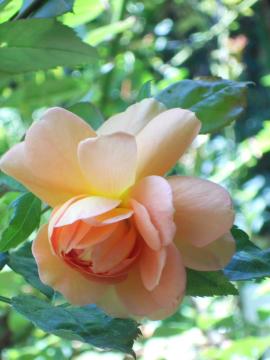 �p�b�g�I�[�X�`��