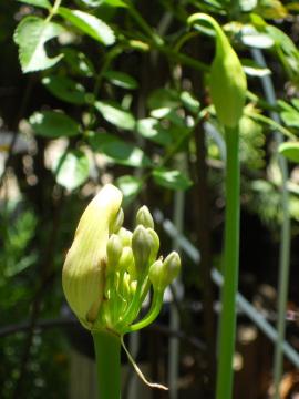 �A�K�p���T�X���Q