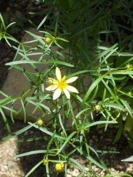 �X�v���[�e