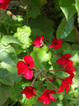 �A�C�r�[�[���j�E���E�X�J�[���b�g