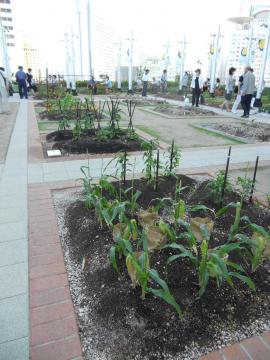 �g�E�����R�V�ƃg�E�K���V