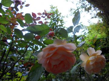 �p�b�g�I�[�X�`��