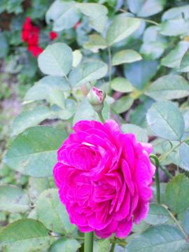 �E�B���A���V�F�[�N�X�s�A2000