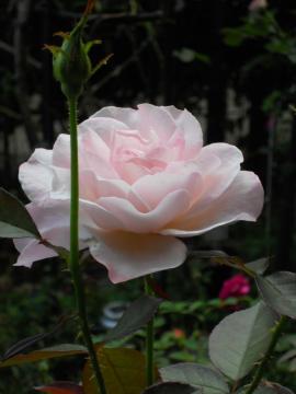 �I�[�h���[�w�b�v�o�[��