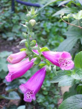 �W�L�^���X