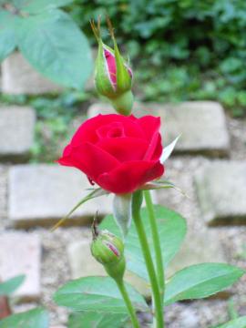 �j�R���p�K�j�[�j