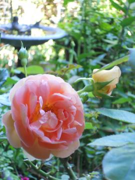 �p�b�g�I�[�X�`��