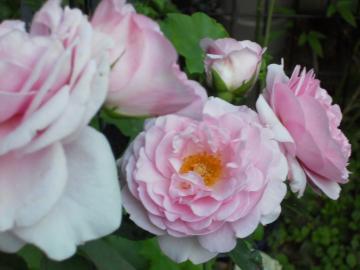 ���C���b�N���[�Y���J�I