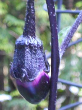 ���i�X�̎�