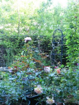 �����̃}�C�K�[�f��