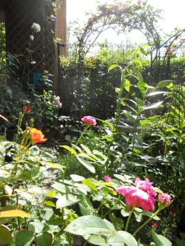 �����̃}�C�K�[�f��