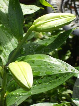 �J�T�u�����J���Q