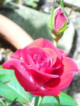 �j�R���p�K�j�[�j