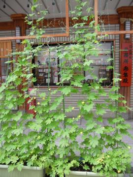 �S�[���J�[�e��