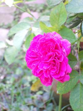 �E�B���A���V�F�[�N�X�s�A2000