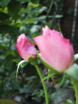 �I�[�h���[�w�b�v�o�[�����Q