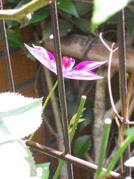 �N���}�`�X�F�v���W�f���g