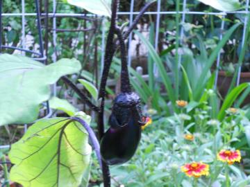 �����̃i�X