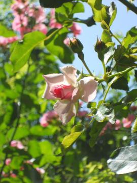 ���[�[���g���t�V���p���V���z�[�v