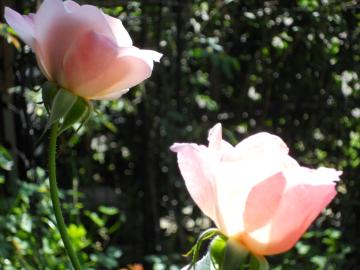 �����̒��̃w�b�v�o�[��