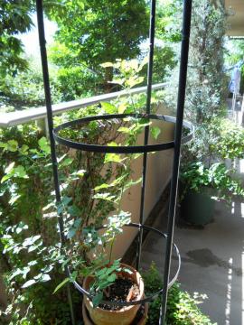 ����������A�C�X�o�[�O