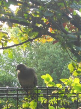 ���͂悤�I�n�g�F����