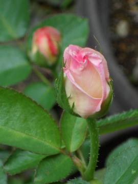 �v�����Z�X�h�D���i�R���Q