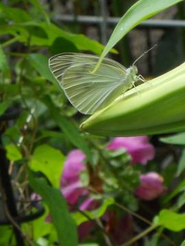 �J�T�u�����J�ƃ����V���`���E