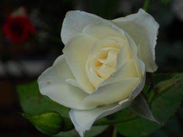 �A�C�X�o�[�O