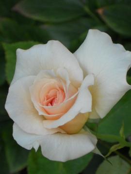 �I�t�F���A