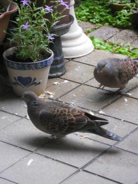 �����т̃p��