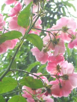 �A���W�F��