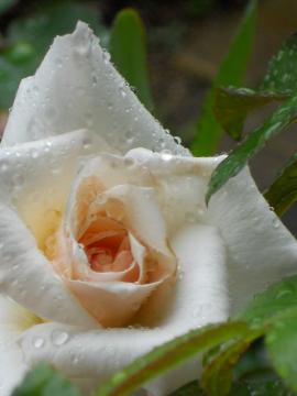 �I�t�F���A