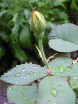 �J�X�N�h�[��